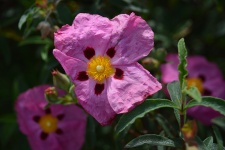 Flower Of Dog Rose