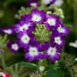 Flowers Purple