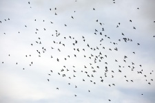 Flying Birds