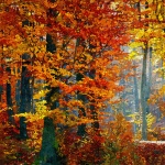 Forest Painting Autumn Trees