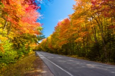 Forest Road In Fall