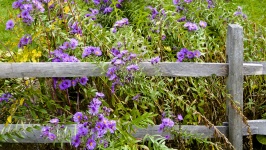 Garden Of Purple Aster Flowers