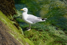 Seagull By The Sea
