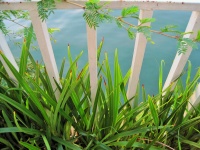 Green Plants And Railing Over Water