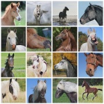 Horses Wallpaper Collage