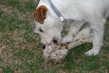 Jack Russell Chewing Bone