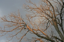 Light On Bare Branches