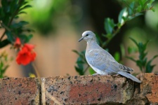 Little Dove On A Wall