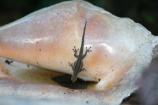 Lizard Drinking Water In Big Shell