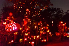 Many Jack O Lanterns
