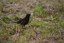 Blackbird In The Grass