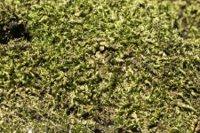 Moss Texture Background