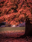 Oil Painting Autumn Tree