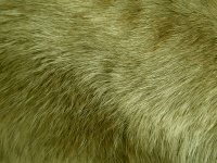 Olive Fur Background