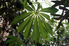 Ornamental Pawpaw Leaf In The Shade
