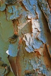 Paperbark Thorn Tree