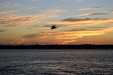 Pelican Flying Over The River