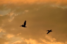 Pelicans Flying Over The River