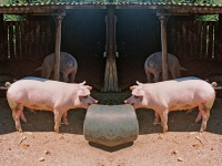 Pig Reflection