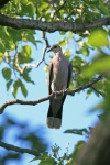 Pigeon Sitting On Branch