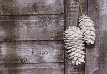 Pine Cone On Wooden Background