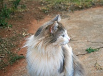 Profile Of Ragdoll Cat