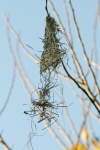 Pulled Apart Weaver's Nest