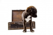 Puppy With Suitcase