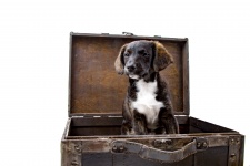 Puppy With Suitcase