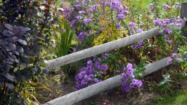 Purple Flower In Garden