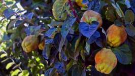 Quince Fruit On The Tree