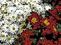 Red And White Floral Background