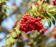 Red Berries On Rowan Tree