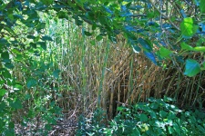 Reeds Amongst Other Vegetation