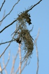 Remnant Of A Bird's Nest