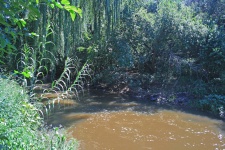 River Flowing Past Reeds & Willow