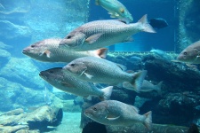 School Of Silver Fish In Aquarium