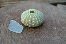Sea Urchin Shell & Smoothed Glass