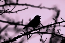 Silhouette Of A Bird On A Branch