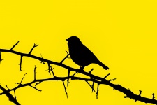 Silhouette Of A Bird On A Branch