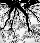 Silhouette Tree Branches