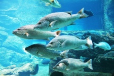 Silver Coloured Fish In Aquarium