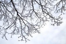Snowy Tree Branch