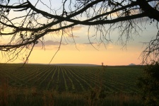 Sunset Accross A Field