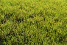 Swamp Grass