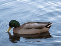 Swimming Duck 1