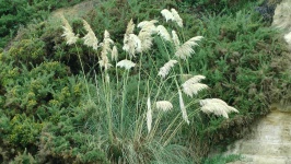 Tall Pampas Grass