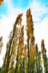 Tall Poplar Trees