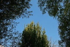 Three Trees And Blue Sky