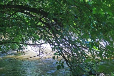 Tree Bent Over Stream